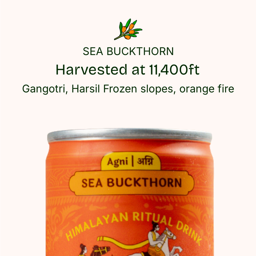 AGNI -  Sea Buckthorn