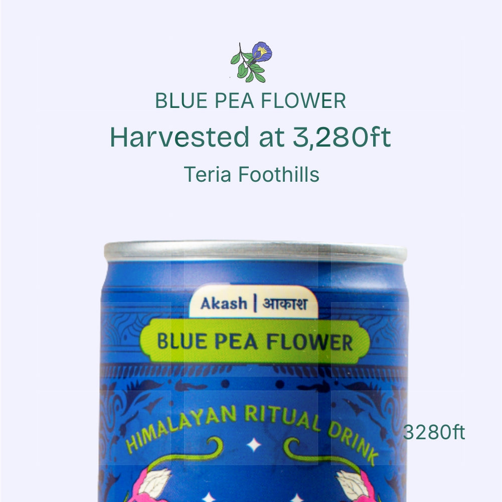 AKASH – Blue Pea Flower
