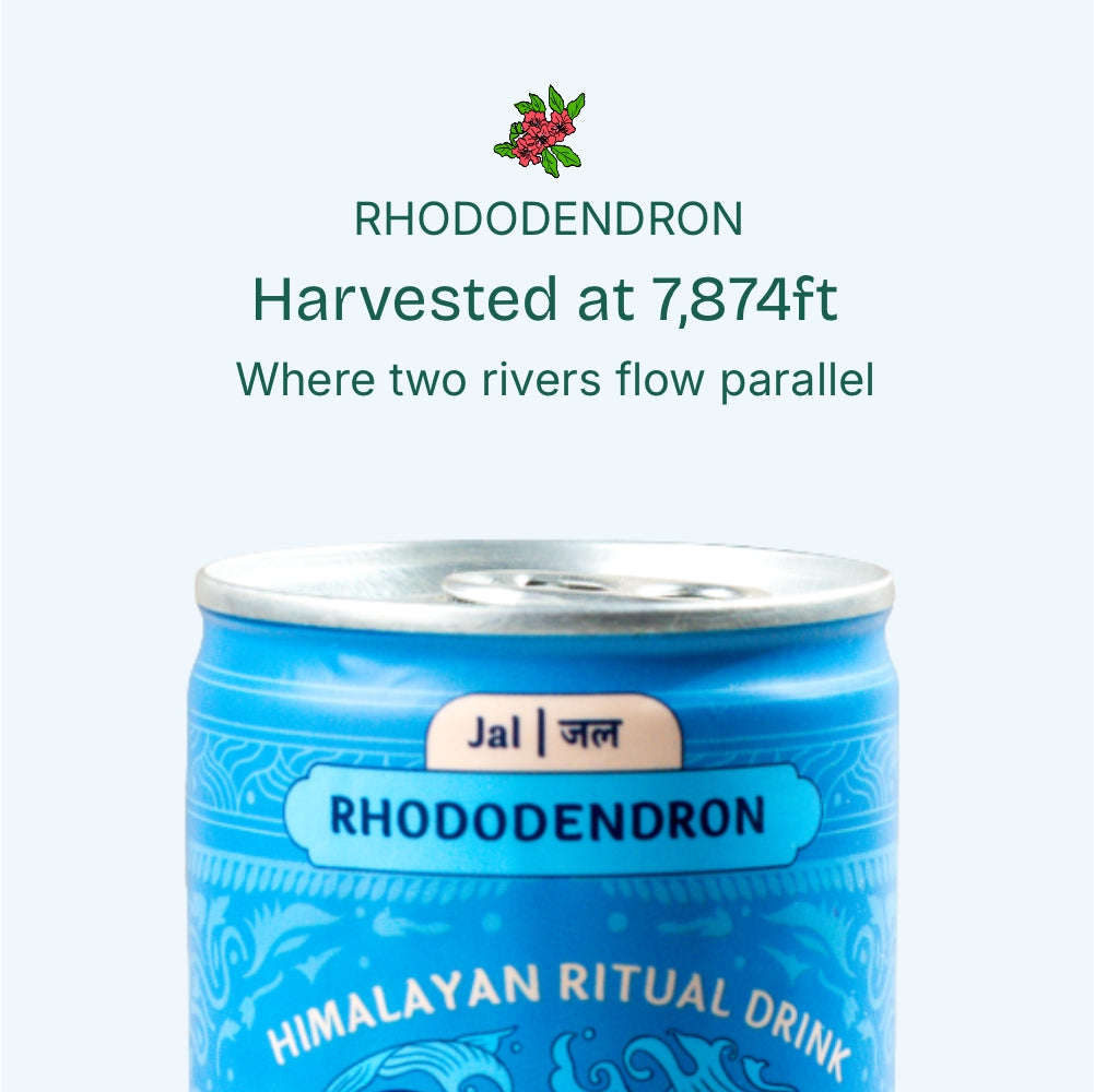JAL – Rhododendron