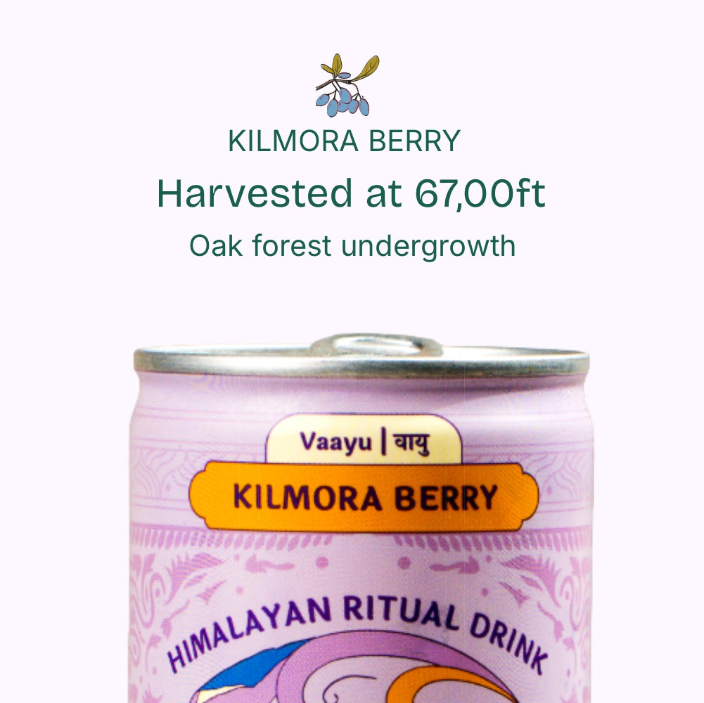 VAYU – Kilmora Berry